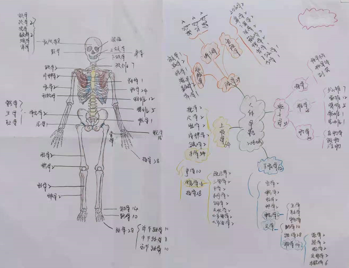 人体骨骼思维导图优秀作品评选